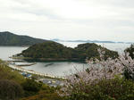 桜と坂越浦と生島