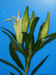 DSCI0296.JPG