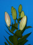 DSCI0298.JPG