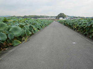 IMG_0770.JPG