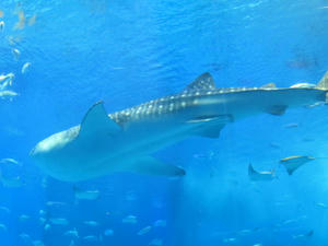 IMG_3879.JPG