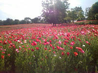 blog_20100518a.jpg