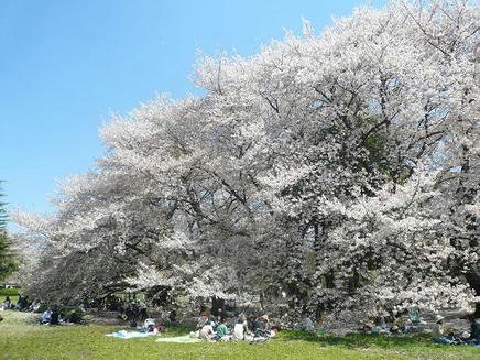砧公園１