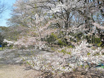 砧公園３