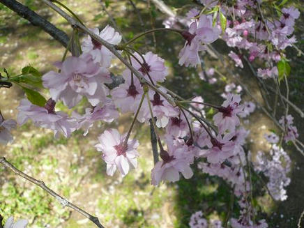 砧公園４