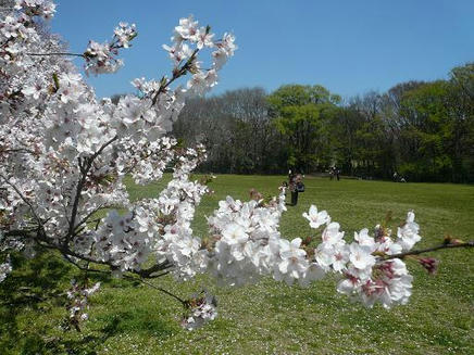 砧公園５