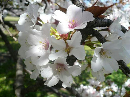 砧公園６