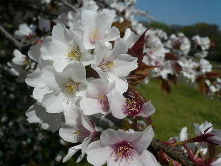 砧公園８