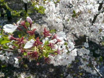 砧公園１１