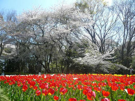 砧公園１５
