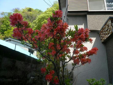 庭３