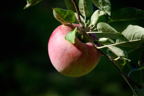 きみは林檎の木を植える 吹奏楽をがっちり楽しむ方法 初心者から上級バンドまで