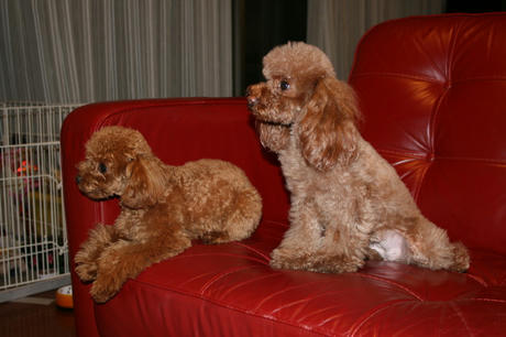 リトル・プリンセス