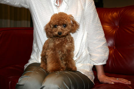 リトル・プリンセス