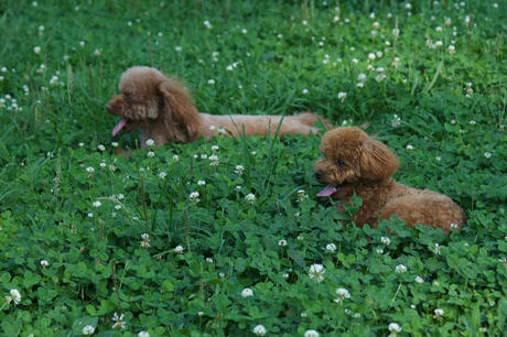 アフリカな人達