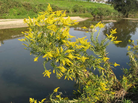 セイタカアワダチソウ