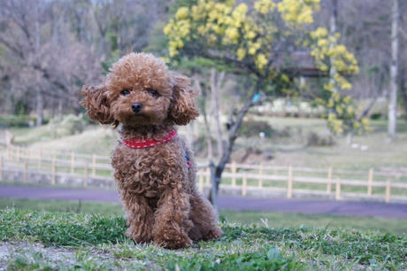 春のわんこ