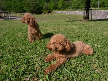 マウンティング