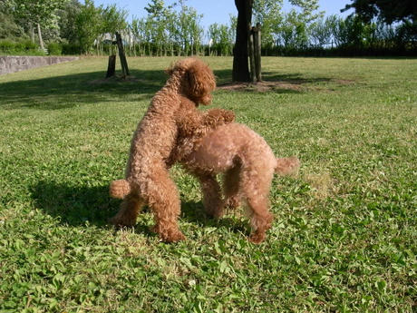 マウンティング