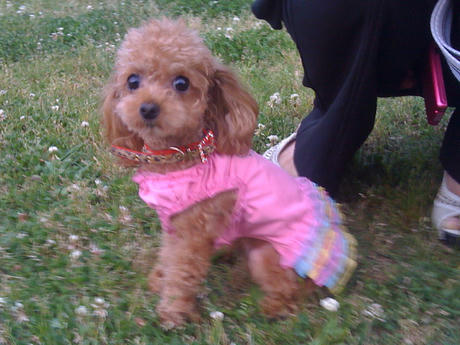 グラッチェちゃん