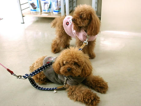 植田山動物病院