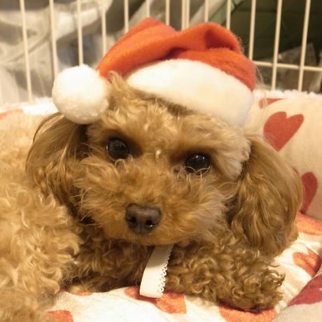 もうすぐクリスマス・・♪