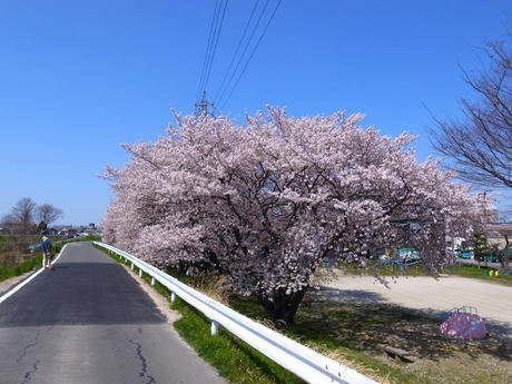 エヴァのお見合い