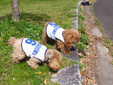 わんこドラゴンズ