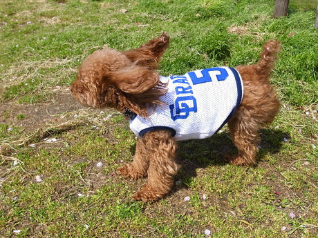 わんこドラゴンズ