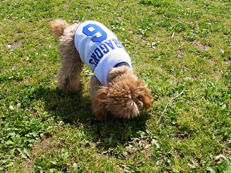 わんこドラゴンズ