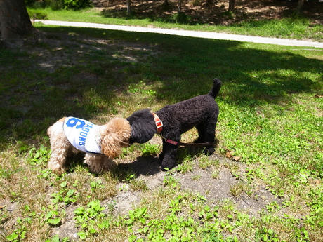 Sweet Little Rock'n'Roller