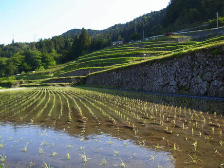 坂折の棚田