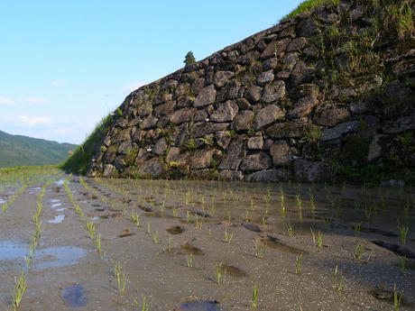 坂折の棚田