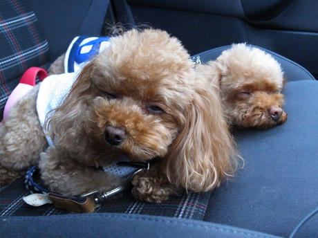 パーマンな母娘