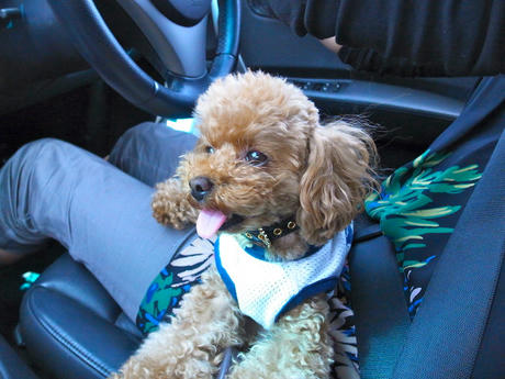 わんこ達の長野県