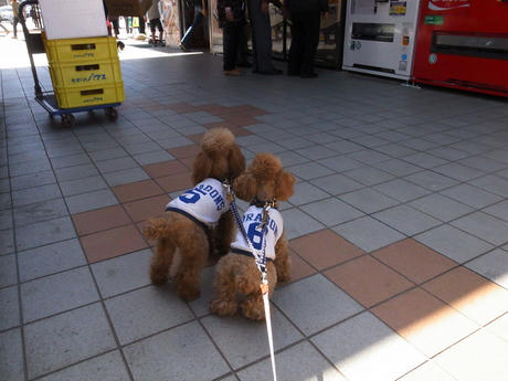 わんこ達の長野県