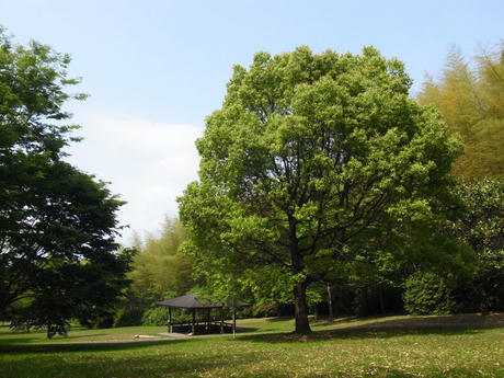 初夏の公園
