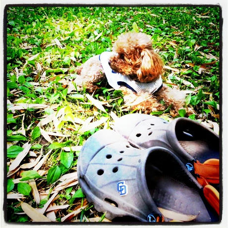 ドラゴンズ主義