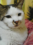 fatcat