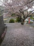 sakura.jpg
