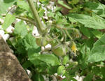 tomato02.JPG