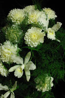 IMGP8785.JPG