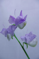 IMGP1132.JPG