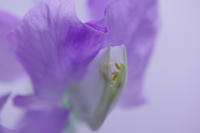 IMGP1133.JPG
