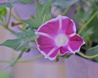 _IGP8724.JPG
