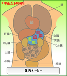 中山忍体内メーカー