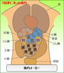 相澤仁美体内メーカー