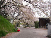 一週間前なら桜も絶景でしたが、、、、