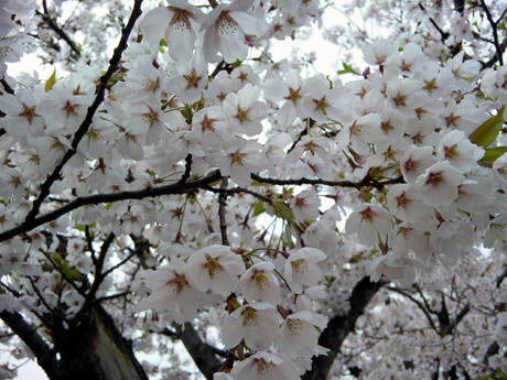20110503_03.jpg