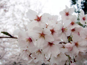 桜2